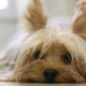 Illustration for article titled Scientists Have Provided Evidence for Optimism... By Shocking Dogs